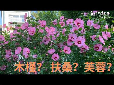 芙蓉風水|芙蓉種植風水：農曆何日最吉祥？